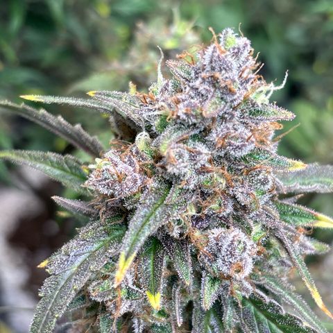 Appel Fritter Auto growlog timeline photo
