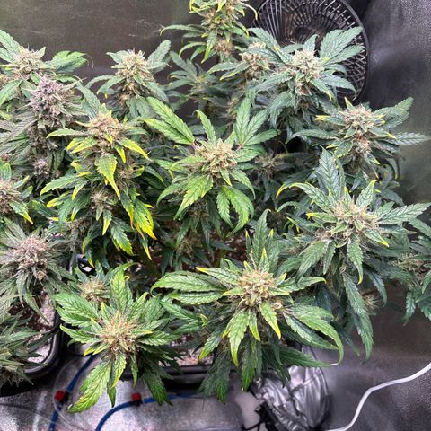 Appel Fritter Auto growlog timeline photo