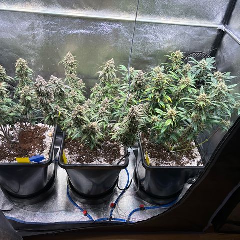 Appel Fritter Auto growlog timeline photo
