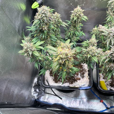 Appel Fritter Auto growlog timeline photo