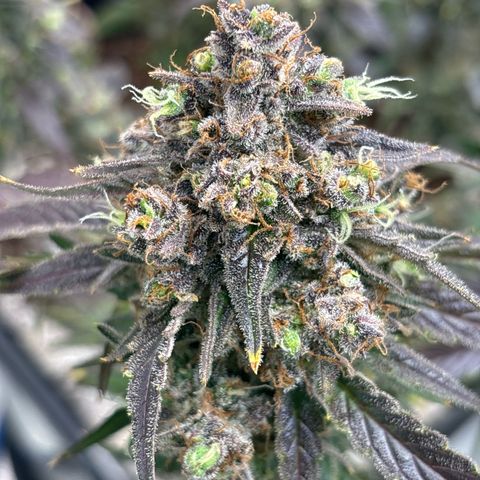 Appel Fritter Auto growlog timeline photo