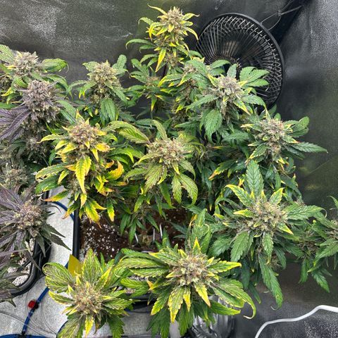Appel Fritter Auto growlog timeline photo