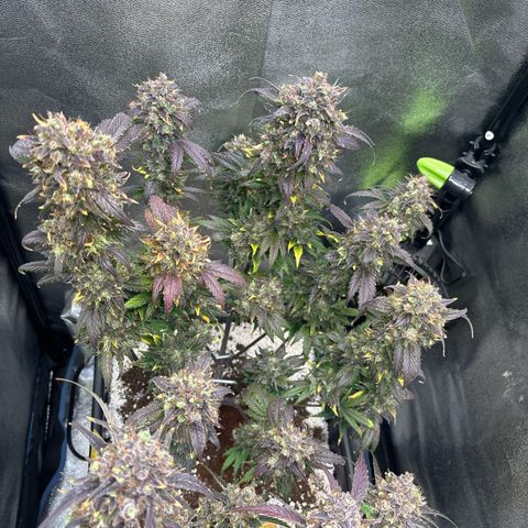 Appel Fritter Auto growlog timeline photo