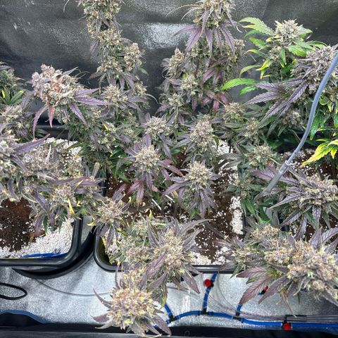 Appel Fritter Auto growlog timeline photo