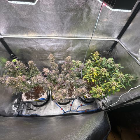 Appel Fritter Auto growlog timeline photo