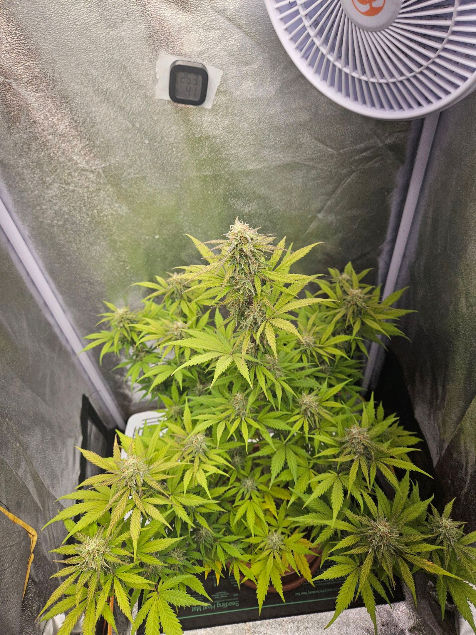 Royal Runtz Automatic growlog header