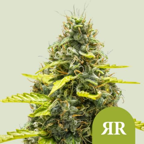Royal Runtz Automatic growlog photo