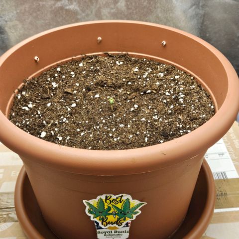 Royal Runtz Automatic growlog photo