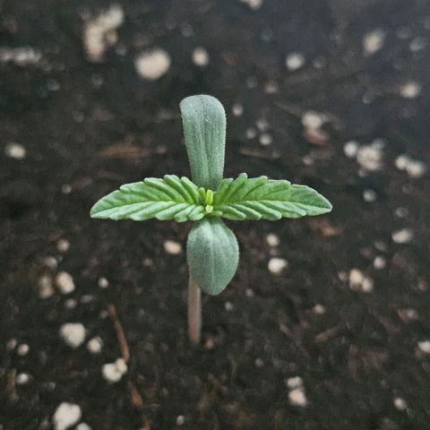 Royal Runtz Automatic growlog photo