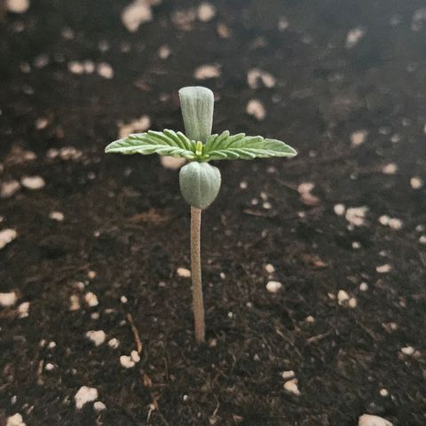 Royal Runtz Automatic growlog photo