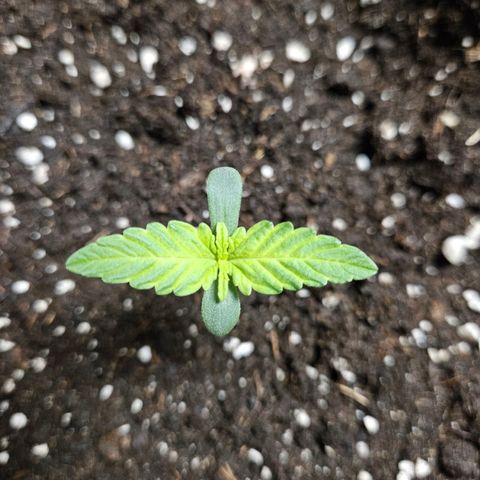Royal Runtz Automatic growlog timeline photo