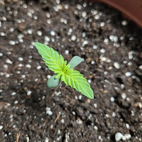 Royal Runtz Automatic growlog timeline photo
