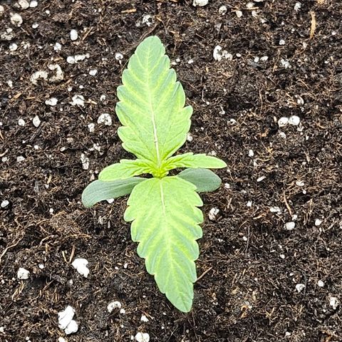 Royal Runtz Automatic growlog timeline photo