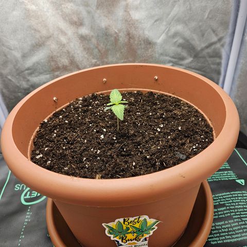 Royal Runtz Automatic growlog timeline photo