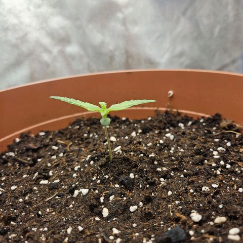 Royal Runtz Automatic growlog timeline photo