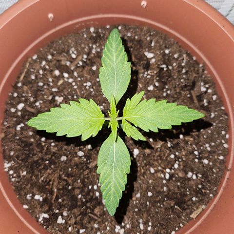 Royal Runtz Automatic growlog timeline photo
