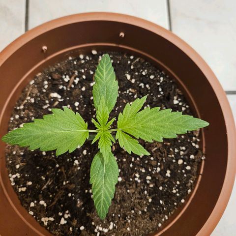 Royal Runtz Automatic growlog timeline photo