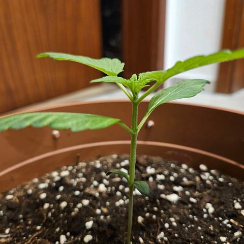 Royal Runtz Automatic growlog timeline photo