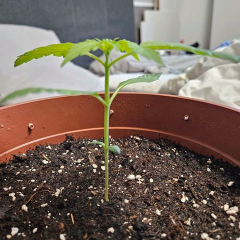 Royal Runtz Automatic growlog timeline photo