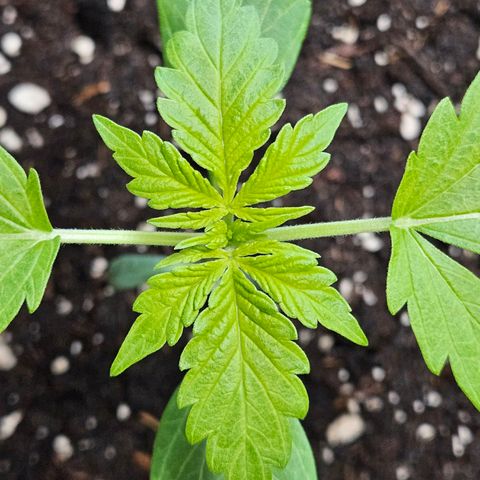 Royal Runtz Automatic growlog timeline photo