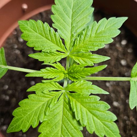 Royal Runtz Automatic growlog timeline photo