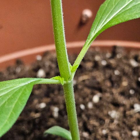 Royal Runtz Automatic growlog timeline photo