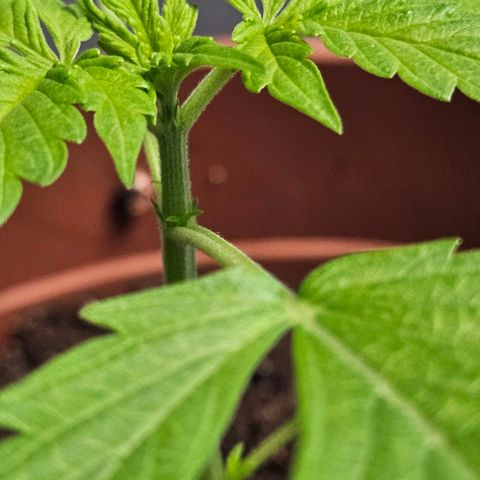 Royal Runtz Automatic growlog timeline photo