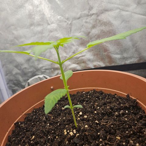 Royal Runtz Automatic growlog timeline photo