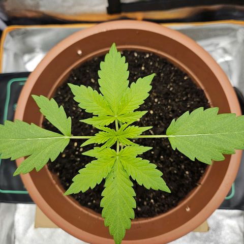 Royal Runtz Automatic growlog timeline photo