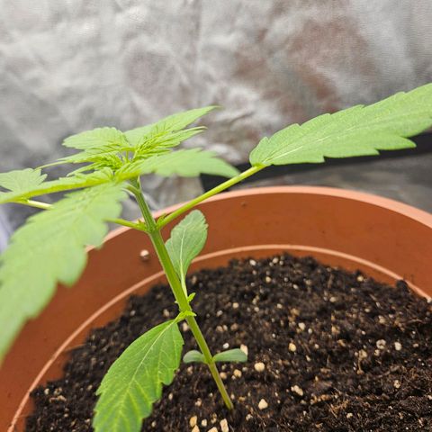 Royal Runtz Automatic growlog timeline photo