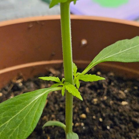 Royal Runtz Automatic growlog timeline photo