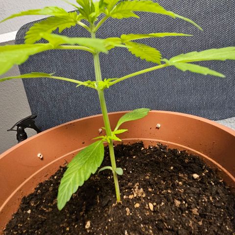 Royal Runtz Automatic growlog timeline photo