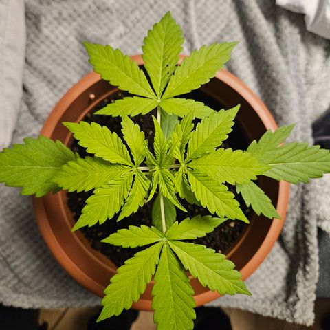 Royal Runtz Automatic growlog timeline photo