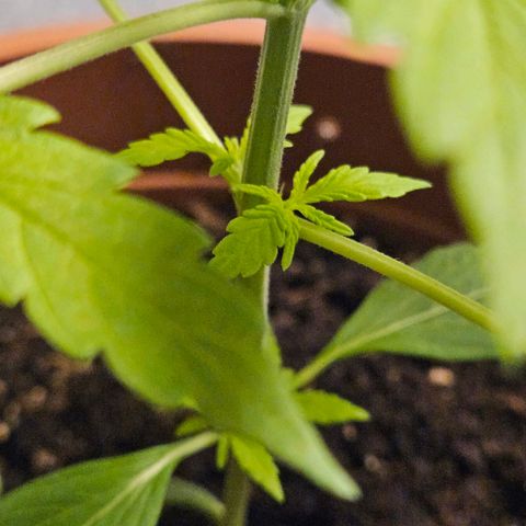 Royal Runtz Automatic growlog timeline photo