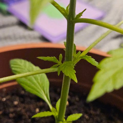 Royal Runtz Automatic growlog timeline photo