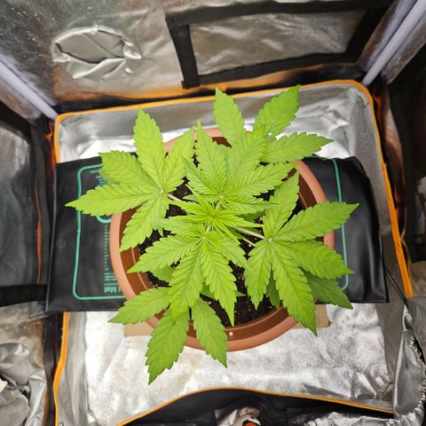 Royal Runtz Automatic growlog timeline photo