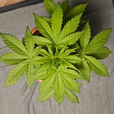 Royal Runtz Automatic growlog timeline photo