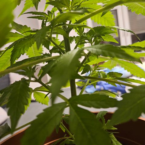 Royal Runtz Automatic growlog timeline photo