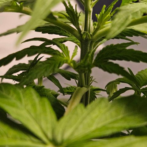 Royal Runtz Automatic growlog timeline photo
