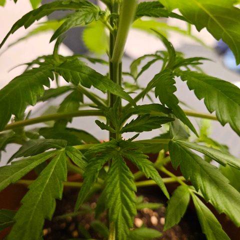 Royal Runtz Automatic growlog timeline photo