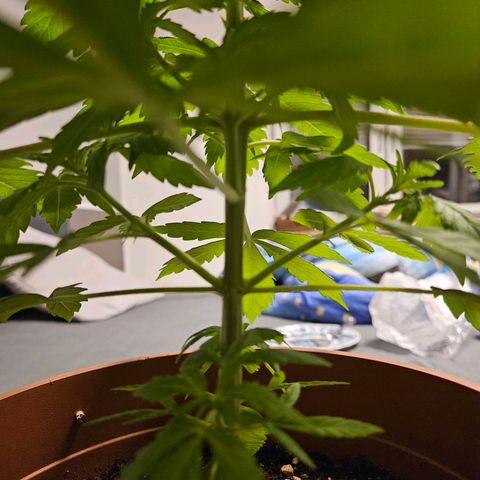 Royal Runtz Automatic growlog timeline photo