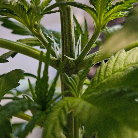 Royal Runtz Automatic growlog timeline photo