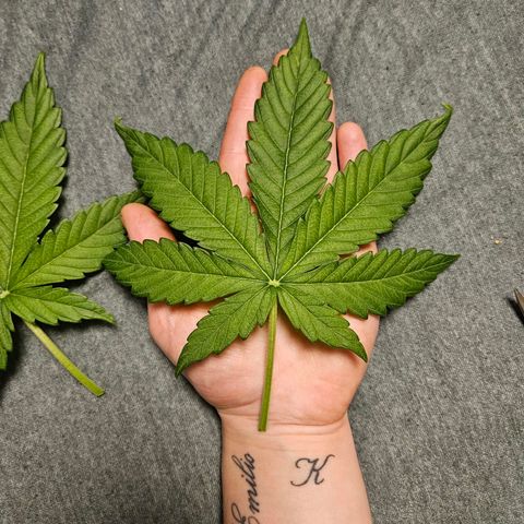 Royal Runtz Automatic growlog timeline photo