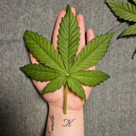 Royal Runtz Automatic growlog timeline photo