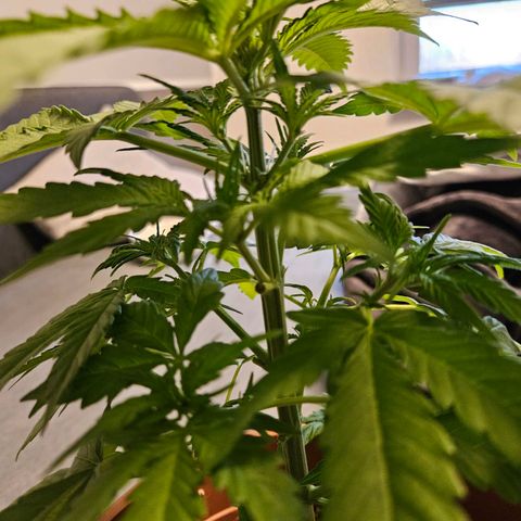 Royal Runtz Automatic growlog timeline photo
