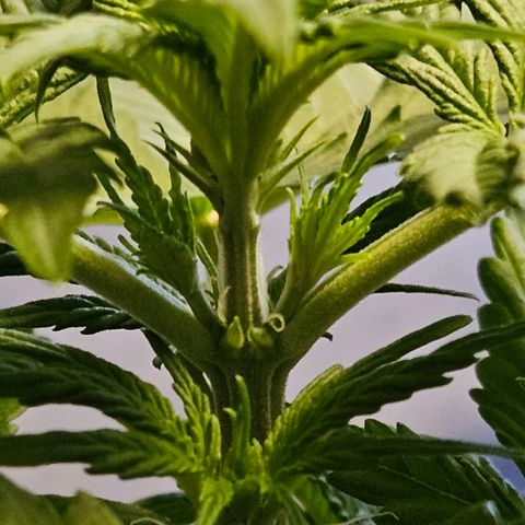 Royal Runtz Automatic growlog timeline photo