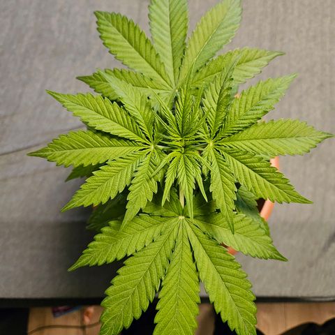 Royal Runtz Automatic growlog timeline photo