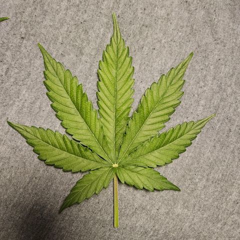 Royal Runtz Automatic growlog timeline photo