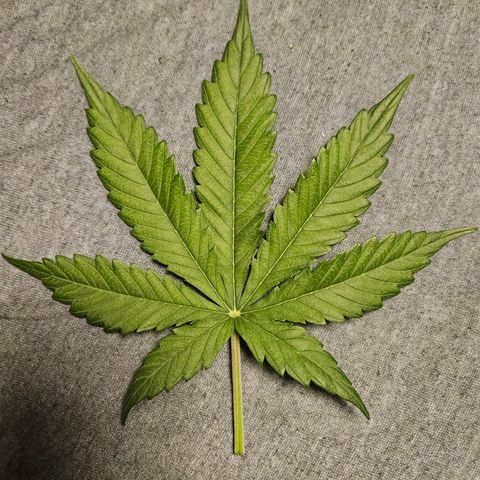Royal Runtz Automatic growlog timeline photo