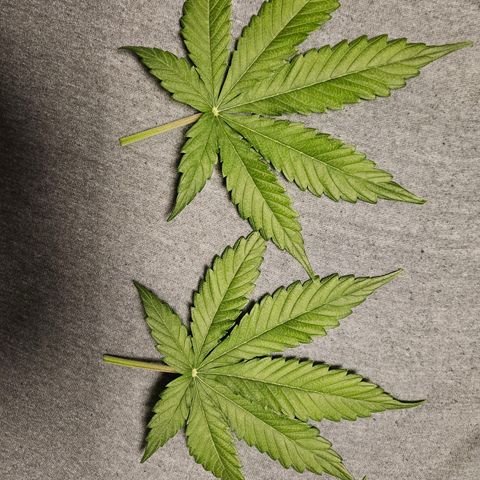 Royal Runtz Automatic growlog timeline photo